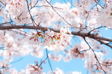 봄이 와서 핀 벚꽃