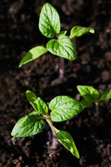 Seedling tomato in tray for sprout in greenhouse growing in the sun rays