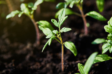 Seedling tomato in tray for sprout in greenhouse growing in the sun rays