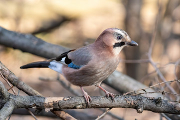 Eurasian jay sitting on the tree in the park