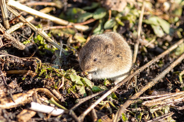 Naklejka na ściany i meble The wild mouse is eating grass on the ground