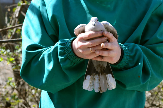 Grey pigeon in male hands outdoors, photo