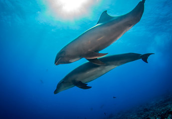Fototapeta premium Dolphins in the blue