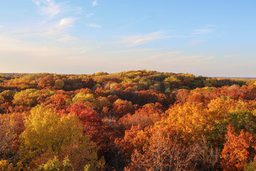 autumn in the forest