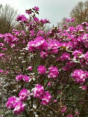 Obraz premium Pink flowered Bush with Snow 