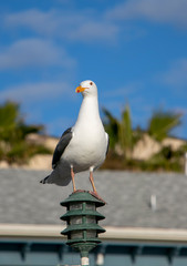 Seagull