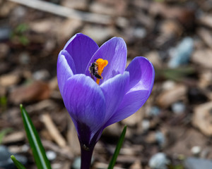 Tiny bee pollinating a crocus flower