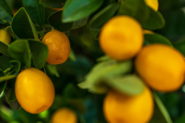 Close-up of a mandarin tree with ripe fruits