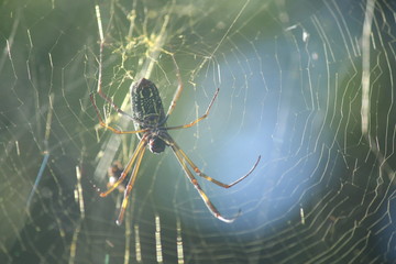 Aracnídeos da Mata Atlântica brasileira