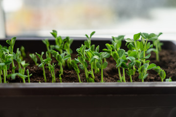 Pea sprouts