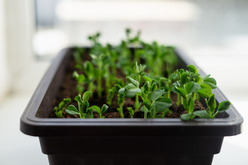Pea sprouts