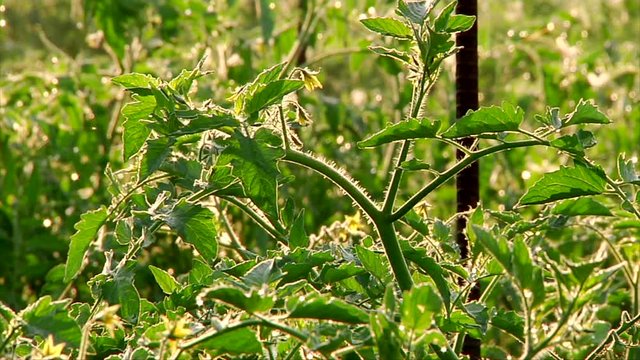 Tomatoe Plant Flowers Morning