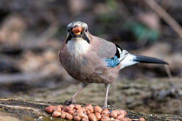 Eurasian jay eating nuts in the park