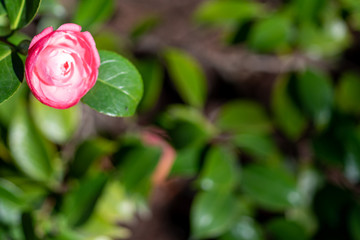 A blooming pink flower of camllia sonnambula with blurred background as copyspace