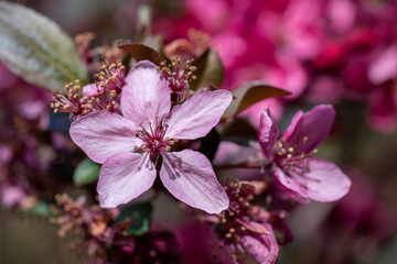 Blooming flowers of Malus × moerlandsii Liset