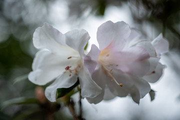 Fototapeta na wymiar A closeup on a blooming white-pinkish rhododendron