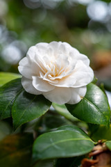 A flower of white camellia japonica Elizabeth