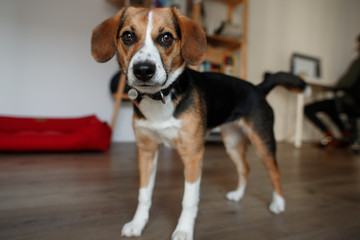 beautiful beagle dog breed in the room
