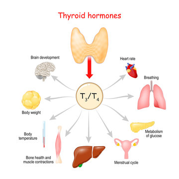 Hormones. of the hyroid gland