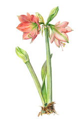 Watercolor on white: Peach hippeastrum (amaryllis)