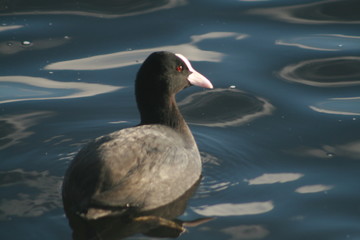 Eurasian coot (Fulica atra) portrait on winter pond, captured in Belarus