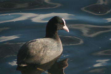 Eurasian coot (Fulica atra) portrait on winter pond, captured in Belarus