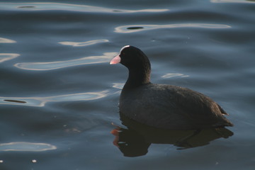 Eurasian coot (Fulica atra) portrait on winter pond, captured in Belarus