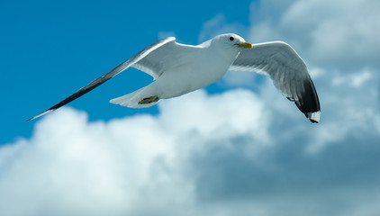 seagull in flight, Russia