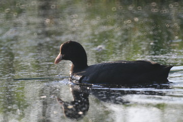 Eurasian coot (Fulica atra) swimming and feeding in Belarus