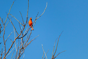 A red male cardinal perches on high tree branch