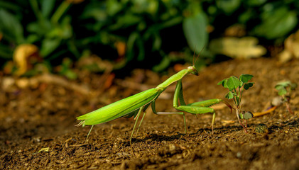 Praying Mantis