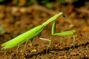 Praying Mantis