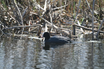 Eurasian coot (Fulica atra) swimming and feeding in Belarus