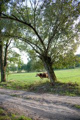 Obraz na płótnie Canvas Peaceful landscape farm field with cow and dirt road. Zawady Gmina Rzeczyca Poland