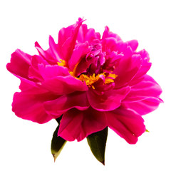 Closeup of a Pink peony flower