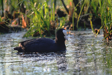 Eurasian coot (Fulica atra) swimming captured in Belarus