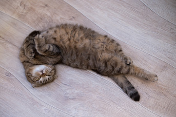 Scottish Fold cat looking at camera while rolling on the floor at home
