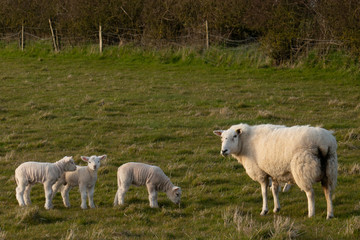 Sheep with Lambs Springtime Vale of Glamorgan South Wales UK