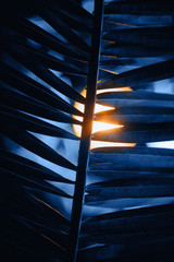 Tropical leaves against the setting sun. Soft blurred blue background.