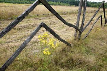 Polish zigzag fence marking a field with yellow daisies growing beneath. Zawady Gmina Rzeczyca Poland