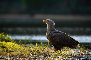 Attentive white-tailed eagle, haliaeetus albicilla, standing on a riverbank near water backlit from...