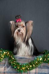 Christmas portrait of a Yorkshire Terrier dog on a grey background