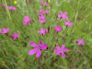 Fototapeta premium Wild pink carnations in the field