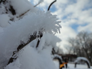 Thick snow on the branches