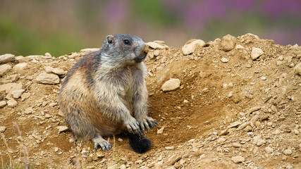 Lovely alpine marmot, marmota marmota, sitting near den in Low Tatras national park, Slovakia,...