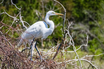 great white heron