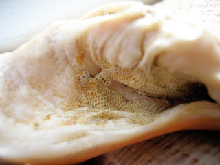 Seashell in macro shot