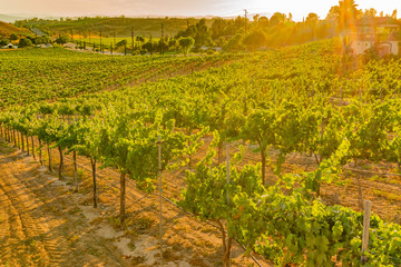 Naklejka premium California Vineyard at Dusk with rows of vines