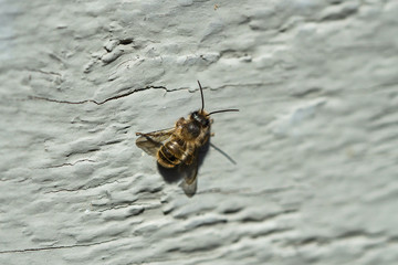 Mason Bee on Wood in Springtime