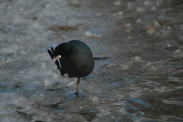 Eurasian coot (Fulica atra) swimming captured in Belarus
